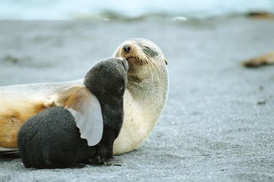 Climate change is starving seals