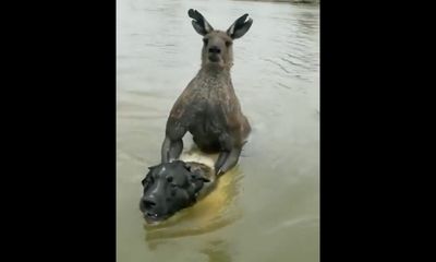 Man forced to fight kangaroo to get dog back in odd encounter