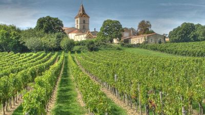 French children living near large vineyards at higher risk of leukaemia: study