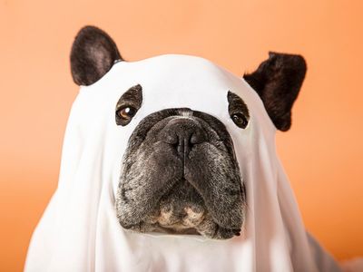 Don’t be a scaredy-cat: Can pets see ghosts?