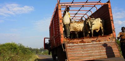 Tapeworm is spreading in Kenya – demand for meat brings parasite to new areas