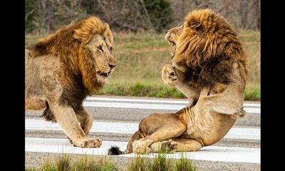 Lounging lion never sensed its enemies coming until it was too late