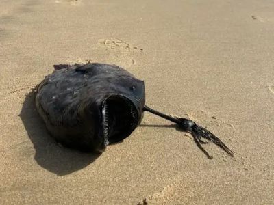 Bizarre jet-black ‘monster’ fish washes up on California shore