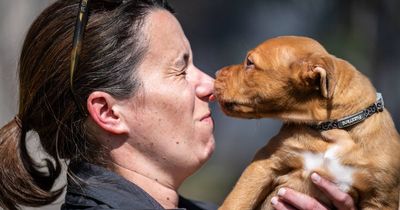 'Find their forever home': Puppies will steal hearts at open day