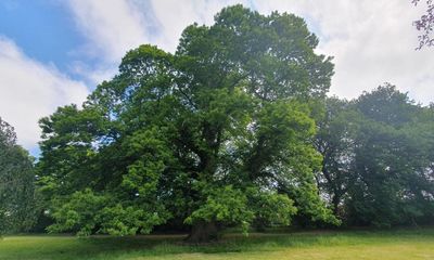 Wrexham’s 480-year-old sweet chestnut crowned tree of the year