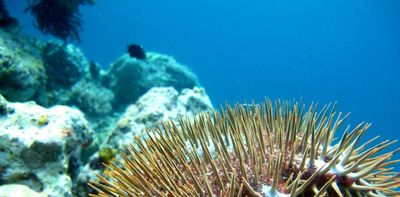 Young crown-of-thorns starfish can survive heatwaves. That's yet more bad news for the Great Barrier Reef
