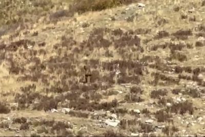‘Bigfoot’ is spotted walking through rural Colorado: ‘We were looking for elk’