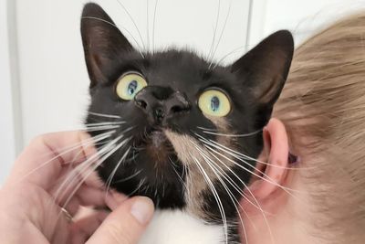 Homeless cat with two noses is ‘one-of-a-kind’, says adoption charity
