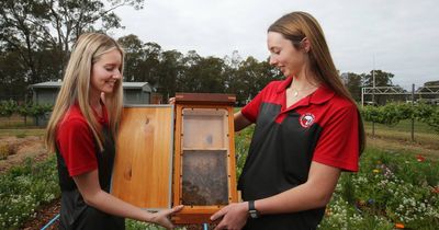 Native bees welcomed into the classroom