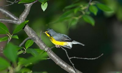 Storm sweeps dozens of North American landbirds to Britain