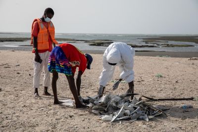 Centre of deadly bird flu outbreaks shifts from Asia to Europe and Africa