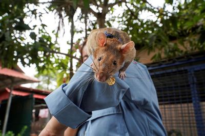 From ferret electricians to landmine-sniffing rats – meet the extraordinary animals that work for a living
