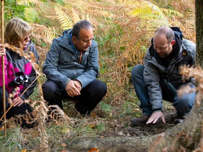 How to take a wildlife safari without leaving the UK