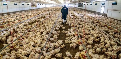 Bird flu in South Africa: expert explains what's behind the chicken crisis and what must be done about it