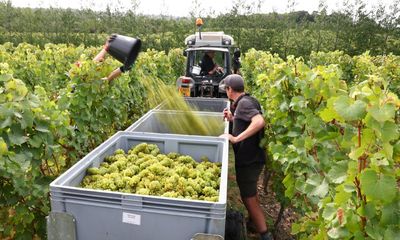 English winemakers expecting record crop after ‘exceptional’ conditions