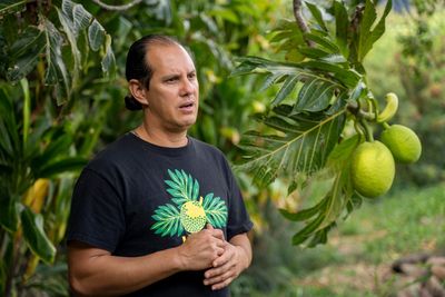 The trees arrived with Polynesian voyagers. After Maui wildfire, there's a chance to restore them