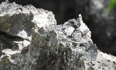 Can you spot the ‘almost invisible’ new species in the rock?