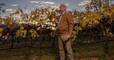 Canberra wineries lose millions in frost wipe out