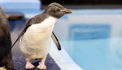 Rockhopper penguin chick at Shedd Aquarium joins full colony, takes first swim