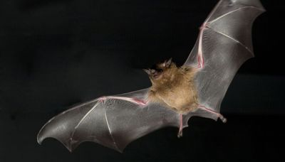 Holy Halloween hoopla! Bat sightings on the rise, but don’t be spooked: ‘Bats are just really cool animals’