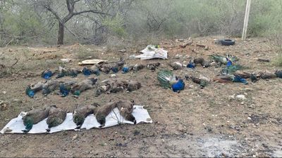 33 peafowls die of suspected poisoning near Coimbatore