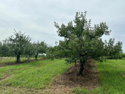 A bad apple season has some U.S. fruit growers planning for life in a warmer world