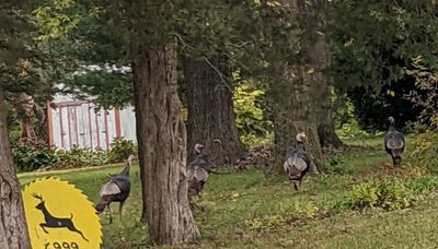 Turkey dogs pursuing wild turkeys