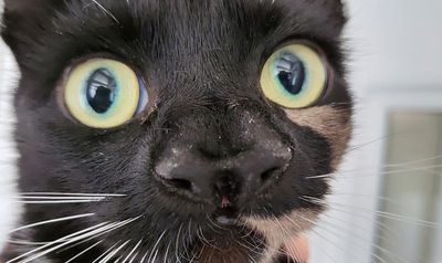 Comical Cat Stuns Carers With Two Noses