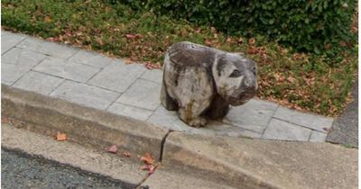'I'm really sad': Chifley street seeks answers on beloved stolen wombat figure