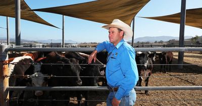 'Dire straits': Hunter farmers rush to offload stock as drought tightens its grip