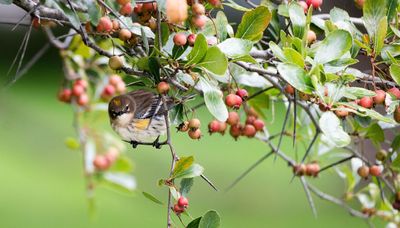 Chicago Audubon Society changing to Chicago Bird Alliance in a refutation of slaveholder John James Audubon