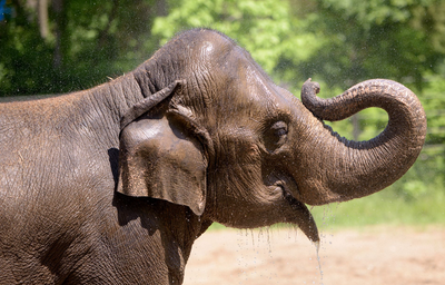 Rani the elephant died after a loose dog disturbed her herd at the St. Louis Zoo