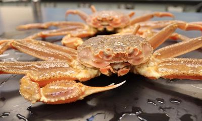 Billions of snow crabs in Alaska likely vanished due to warm ocean, study says