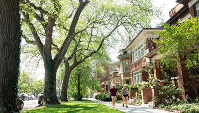 Branching out? Streets and Sanitation boss reports 172% ramp-up in Chicago tree trimming