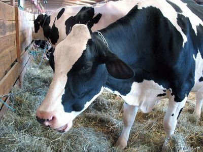 Cattle Drop Ahead of NASS Cattle on Feed Data