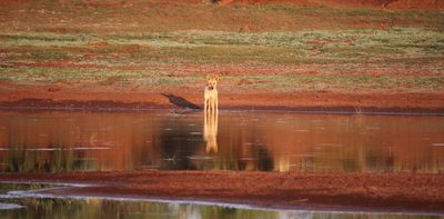 Did Australia's First Peoples domesticate dingoes? They certainly buried them with great care