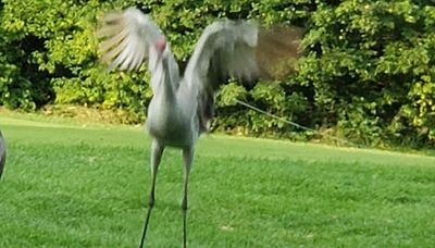 Chicago outdoors: “Deer Prudence,” dancing sandhills and enduring eagles