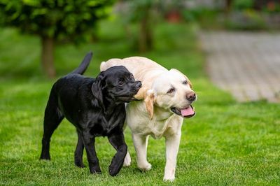 A Dog Park Might Not Be the Best Option For Your Pup, Vets Say