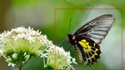 Forest department pilots AI-based identification app for faunal survey in Mankulam