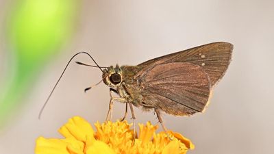 Paintbrush swift butterfly is photographed for the first time in Himachal Pradesh