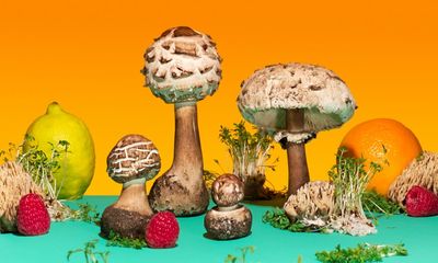 ‘For every problem, there is a mushroom with an answer’: overcoming our British fear of fungi