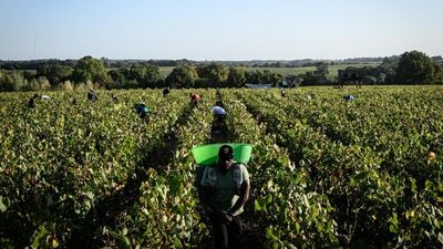 Migrant workers describe squalor and exploitation on Champagne vineyards