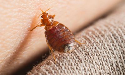 Bedbug hysteria brings with it a new set of dirty linen