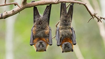 How bat genomes provide insights into immunity and cancer