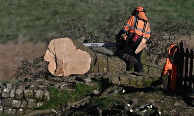 Remains of Sycamore Gap tree moved to secret site over trophy hunter fears