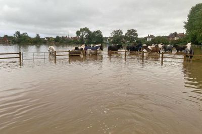 Storm Babet: Dozens of horses and ponies evacuated from flood-hit riding school