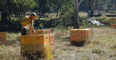 Canberra bee business gets a buzz from big design award