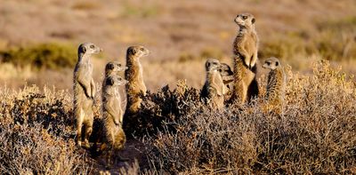 From meerkat school to whale-tail slapping and oyster smashing, how clever predators shape their world