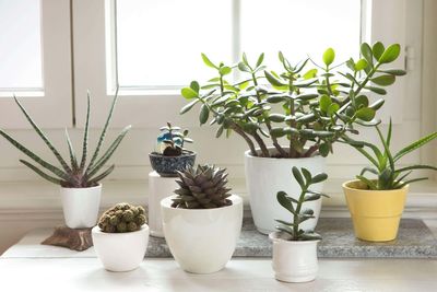 Which houseplants best suit your star sign?