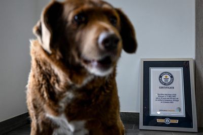 Bobi, the world’s oldest dog, has died at the age of 31
